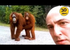 When Wild Animal Get Way Too Close in the Funniest Ways 😱