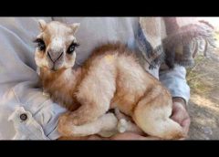 Welcome to the World of Adorable Baby Animals 😍 Cute Animal Videos