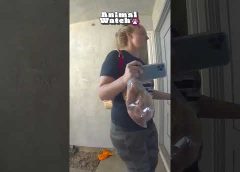 🚨 FUNNY Animal Fails Caught On Camera