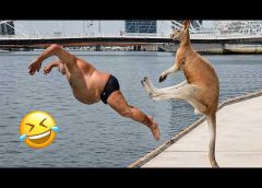 Funniest Animal Videos 2026 😂 When Pets Forget How To Behave