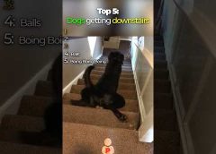 Top 5 Funniest Dogs Going Down Stairs🐶🤣 | #shorts
