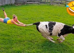 Funniest Animal Videos 2026 😂 Nothing Goes as Planned