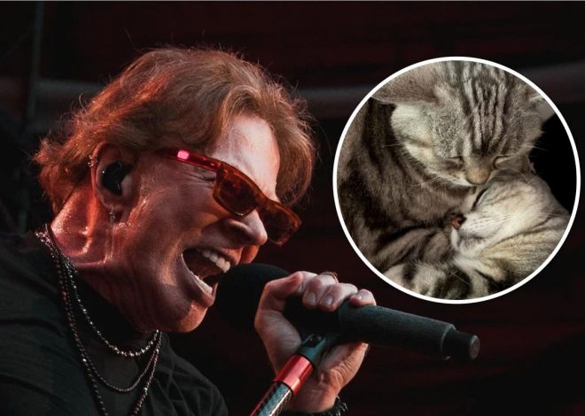 Axl Rose Mourns Cat Whiskey, See Photos of His 3 Cats