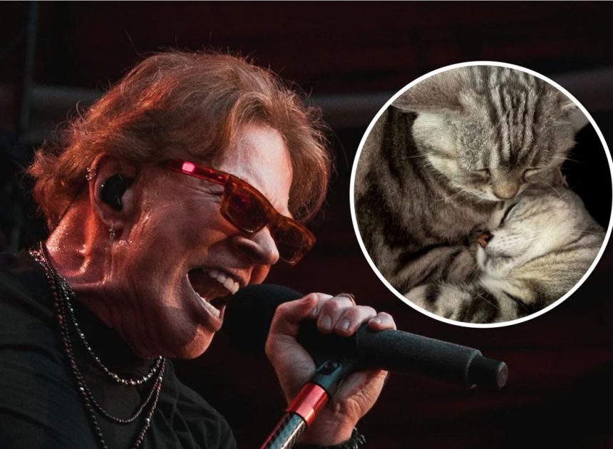 Axl Rose Mourns Cat Whiskey, See Photos of His 3 Cats
