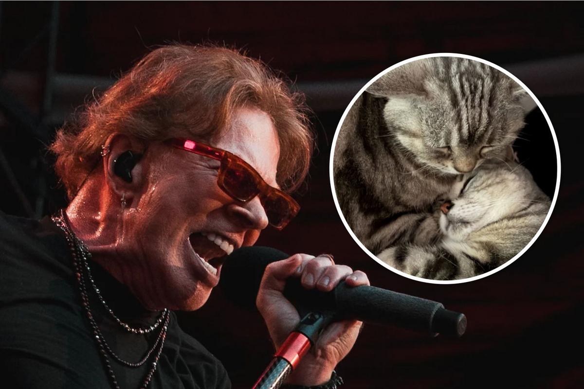 Axl Rose Mourns Cat Whiskey, See Photos of His 3 Cats
